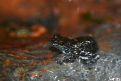 Staurois parvus