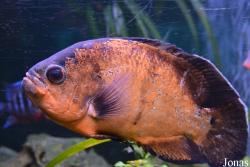 Astronotus ocellatus