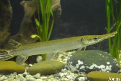 Atractosteus tristoechus