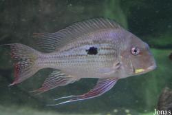 Palmiarnia w Gliwicach