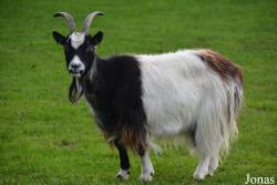Capra aegagrus