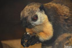 Ratufa bicolor bicolor