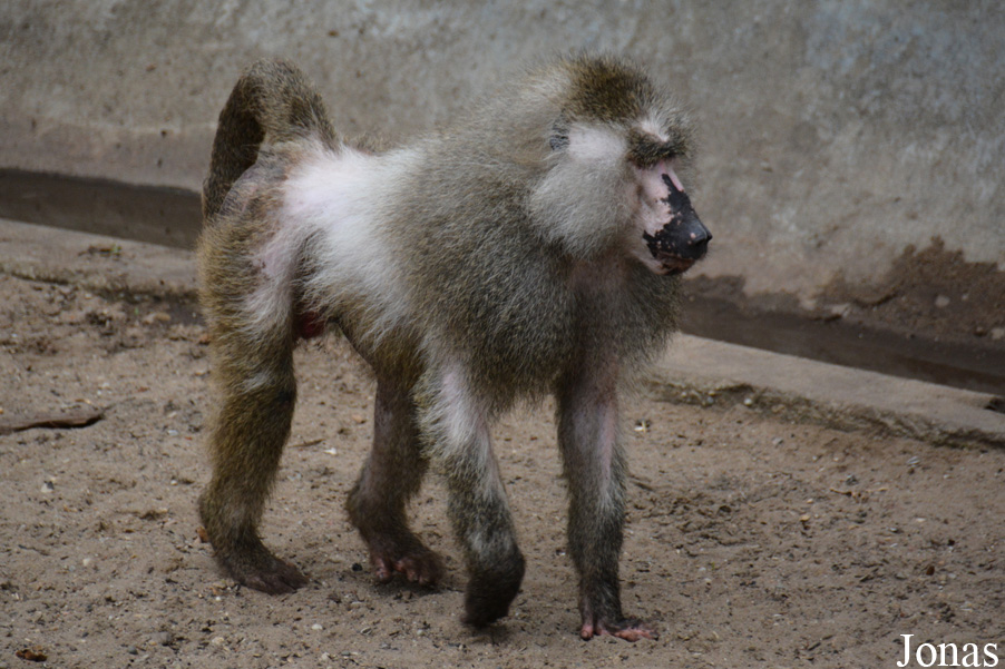 Zoo Wrocław