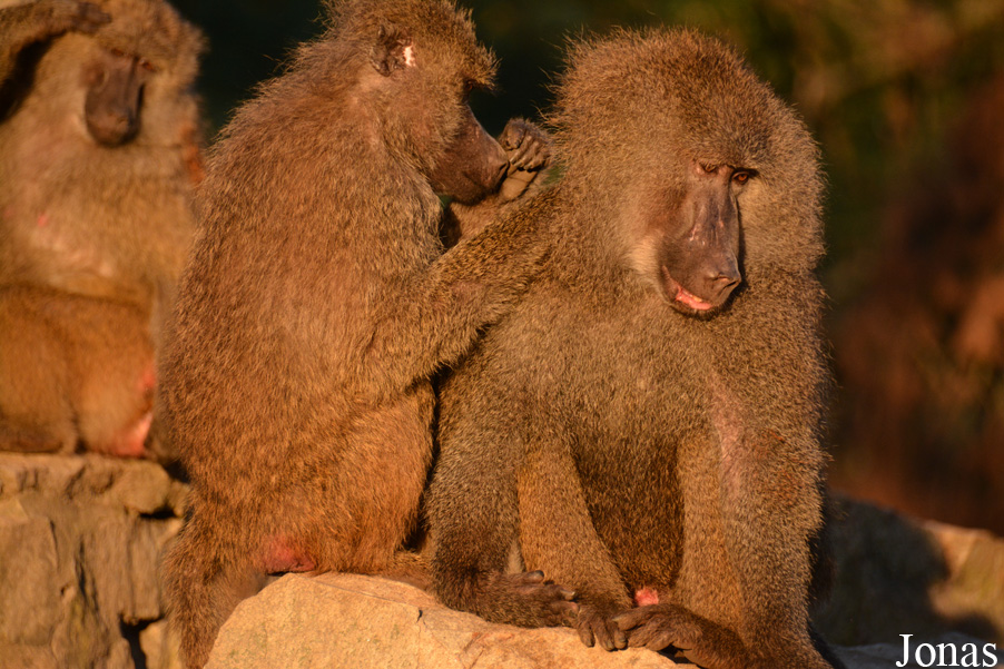 Zoo Wrocław