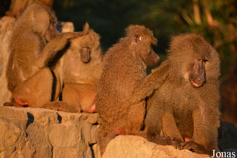Zoo Wrocław