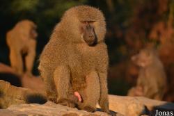 Zoo Wrocław