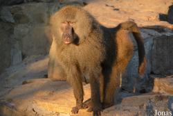 Zoo Wrocław