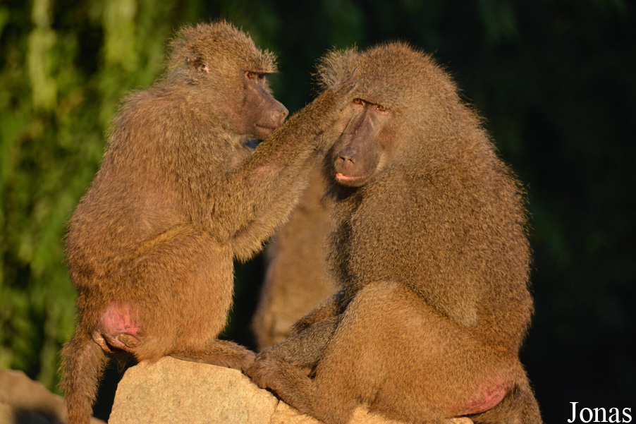 Zoo Wrocław