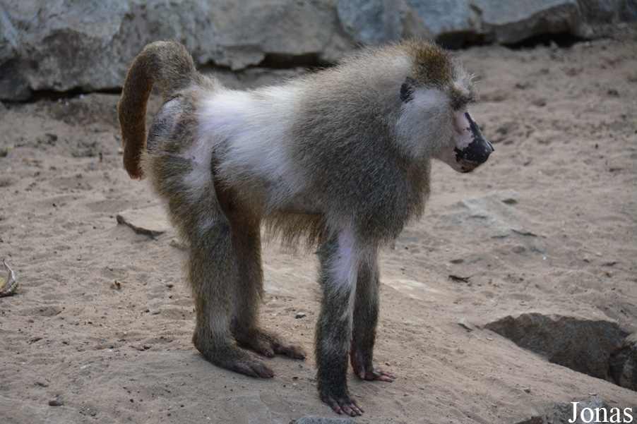 Zoo Wrocław