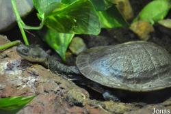 Chelodina mccordi