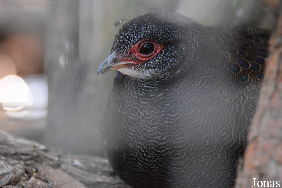 Zoo Wrocław