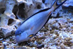 Acanthurus sohal