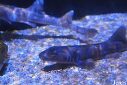 Erlebnispark Meeresaquarium Zella-Mehlis