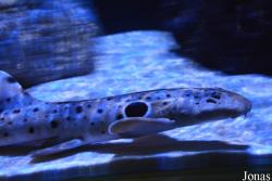 Erlebnispark Meeresaquarium Zella-Mehlis