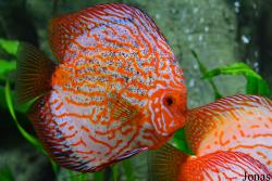 Erlebnispark Meeresaquarium Zella-Mehlis