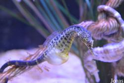 Erlebnispark Meeresaquarium Zella-Mehlis