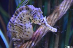 Hippocampus bleekeri