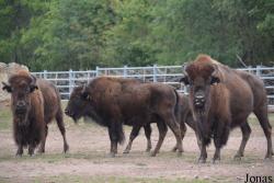 Thüringer Zoopark Erfurt