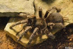 Lasiodora sp.