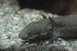Siren intermedia