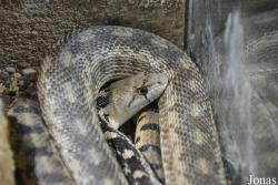 Pituophis catenifer deserticola