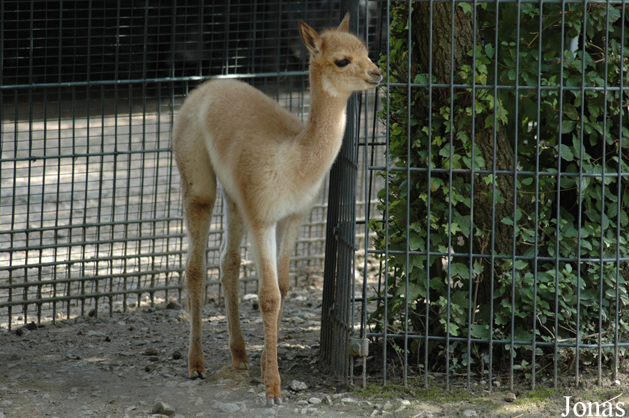 Wilhelma
