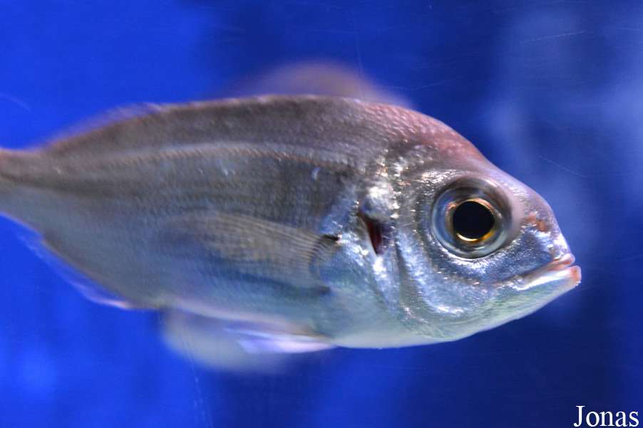Getxo Aquarium
