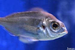 Getxo Aquarium