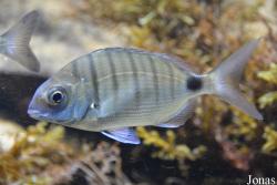 Getxo Aquarium