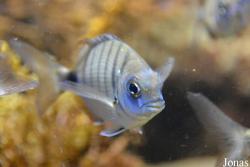 Getxo Aquarium