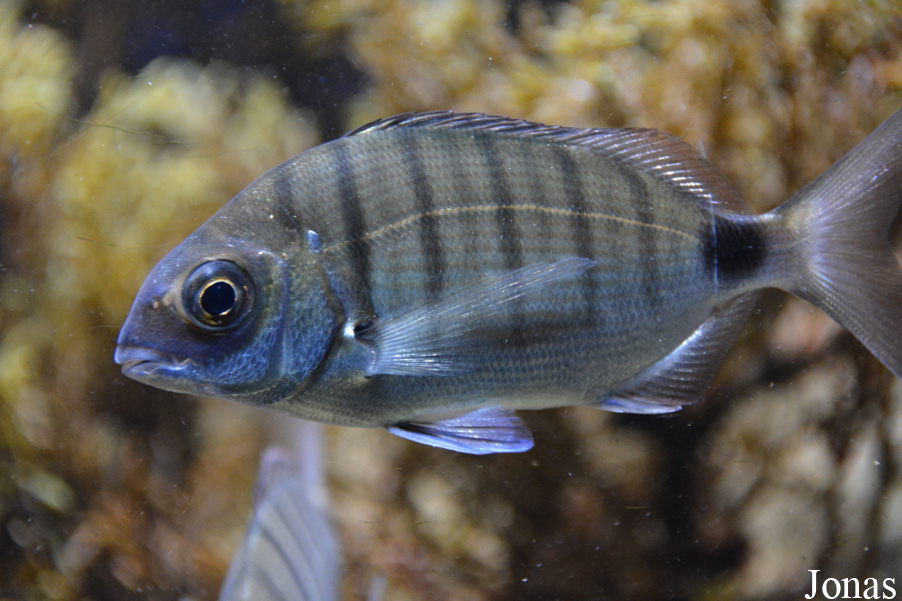 Getxo Aquarium