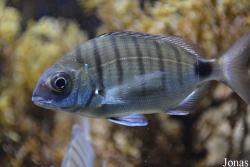 Getxo Aquarium