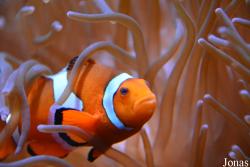 Getxo Aquarium