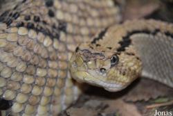 Crotalus culminatus