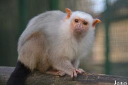 Zoo de Santillana