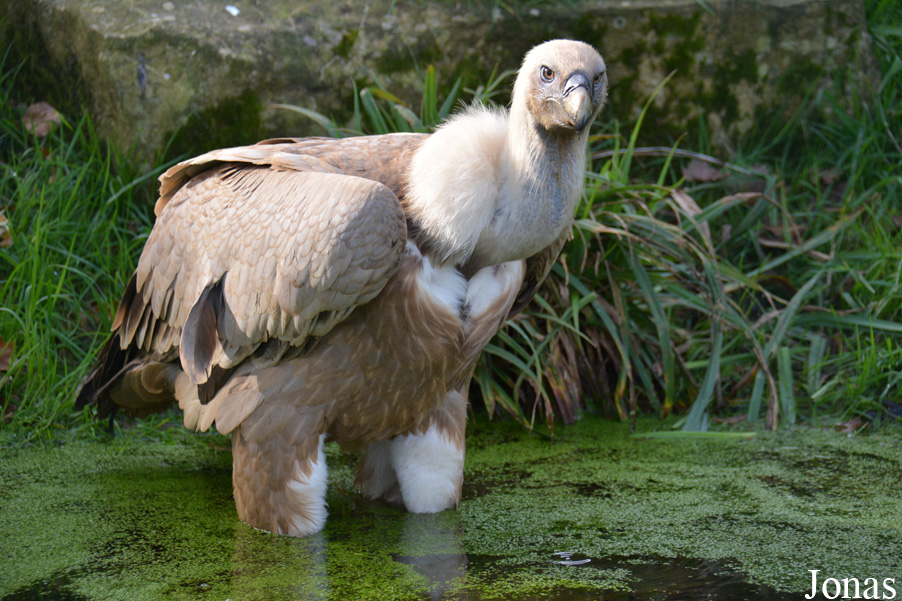 Zoo de Santillana