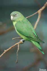 Agapornis canus