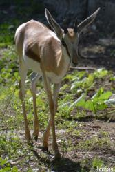 Jardín Zoológico de La Habana