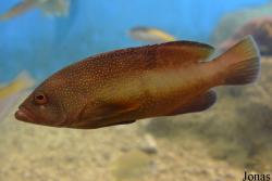 Cephalopholis fulva