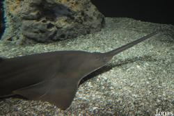 National Aquarium