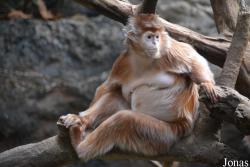 Bronx Zoo