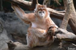 Bronx Zoo