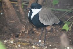 Bronx Zoo