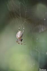 Araneus diadematus