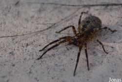 Lycosa tarantula