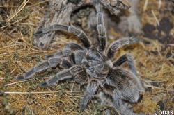 Phryxotrichus roseus