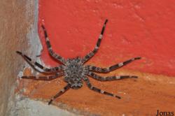 Selenopidae