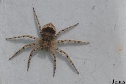 Philodromidae