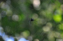 Macracantha arcuata