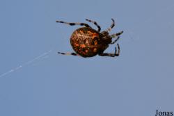 Araneus marmoreus